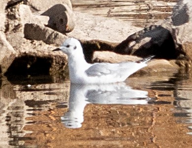 Bonaparte's Gull - ML645905794