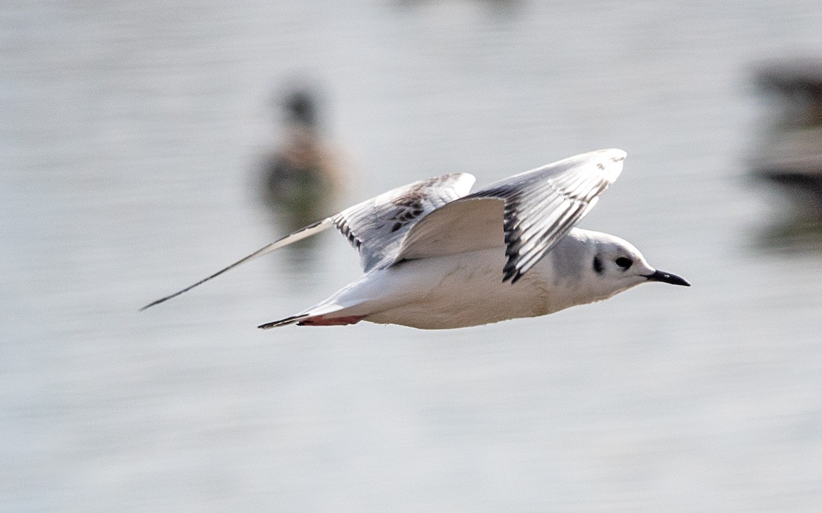 Bonaparte's Gull - ML645905795