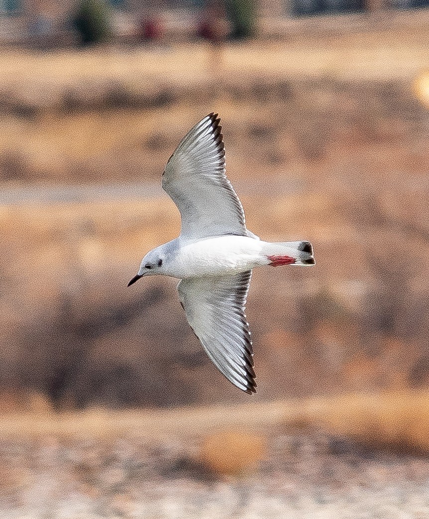 Bonaparte's Gull - ML645905797