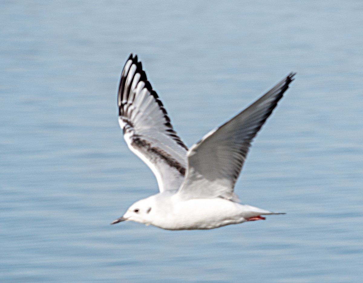 Bonaparte's Gull - ML645905798