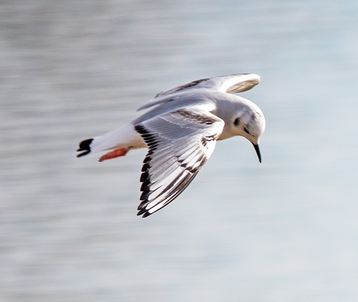 Bonaparte's Gull - ML645905799