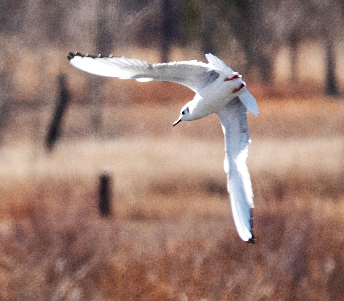 Bonaparte's Gull - ML645905800