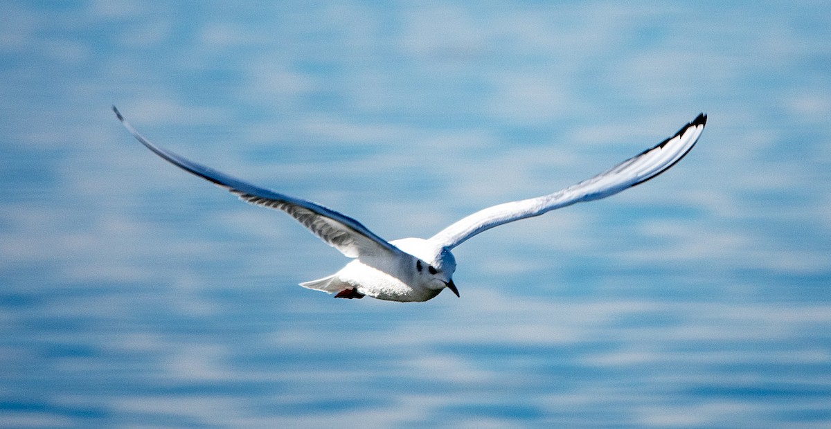 Bonaparte's Gull - ML645905801