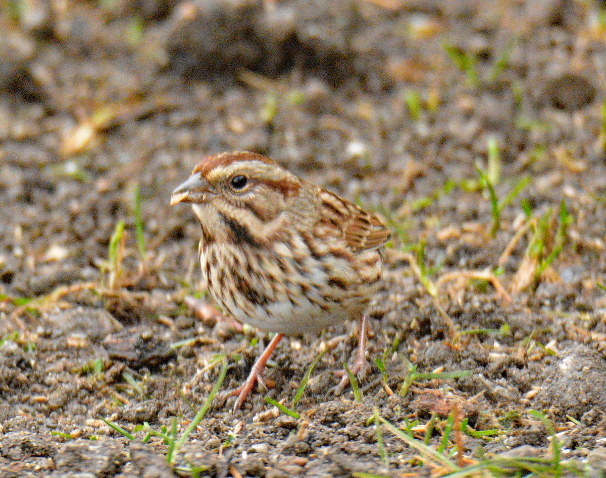 Chingolo Cantor - ML645905805