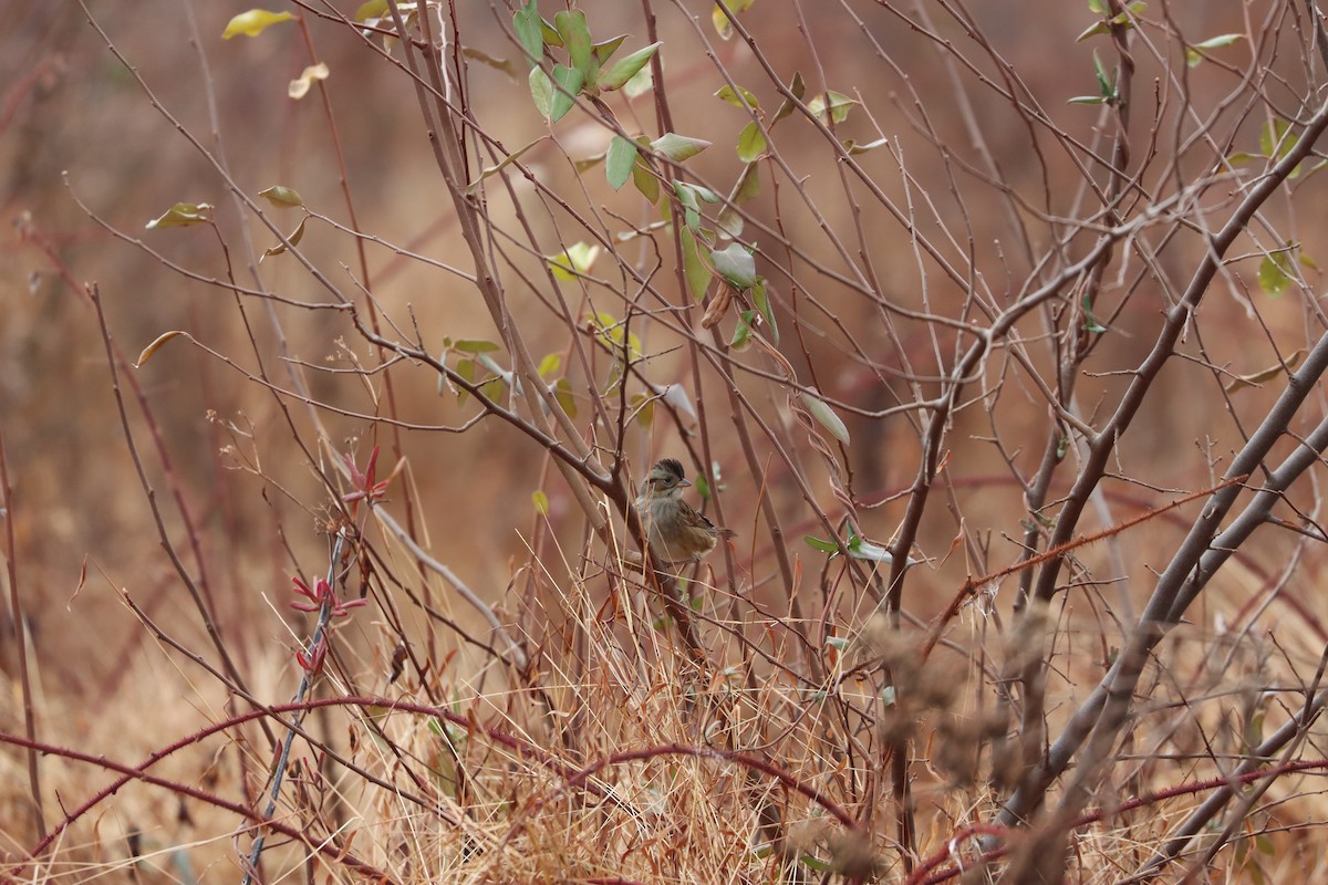Swamp Sparrow - ML645905811
