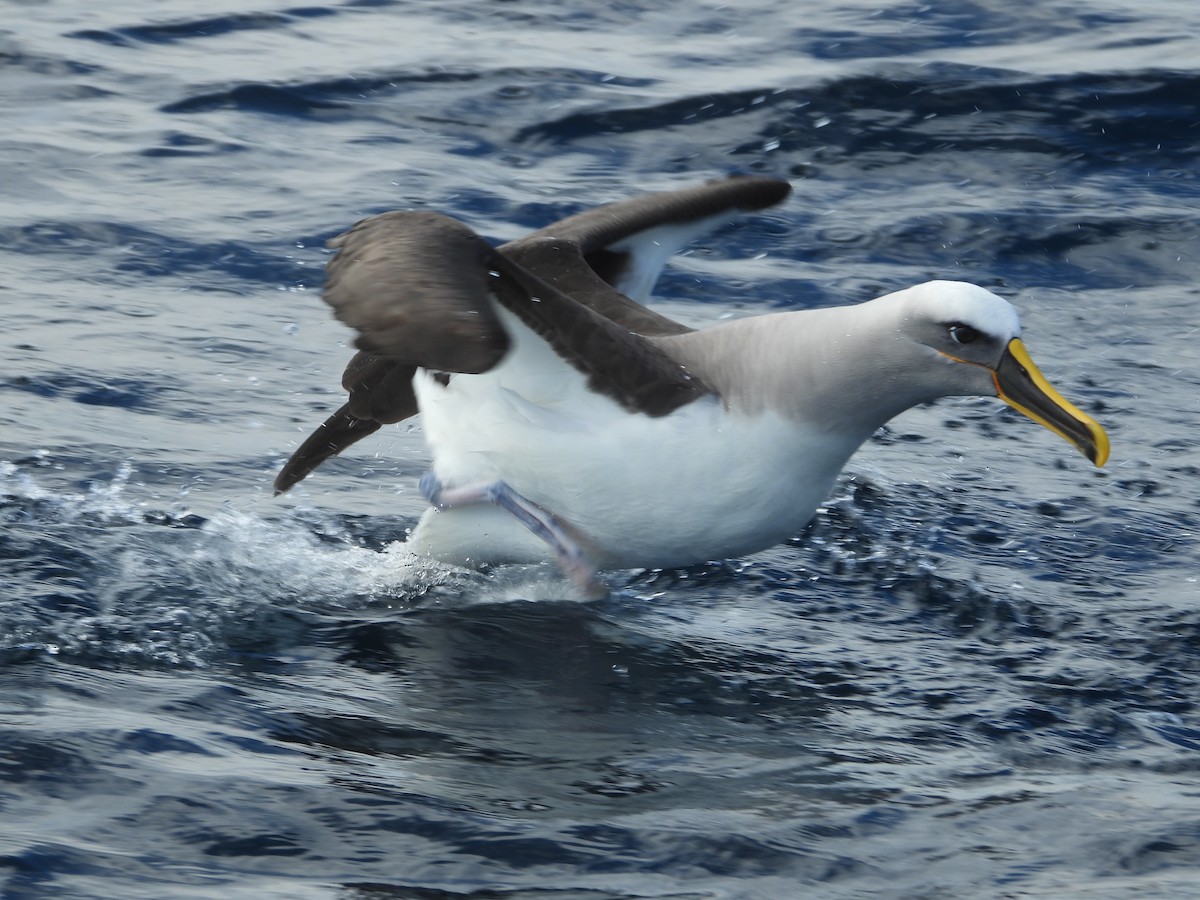 Buller's Albatross - ML645905816