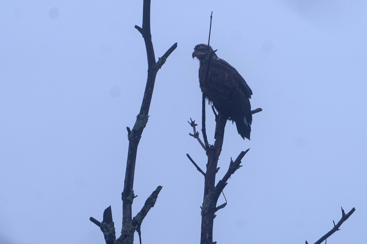 Bald Eagle - ML645905821