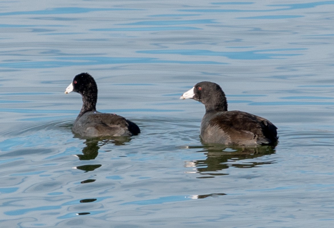 American Coot - ML645905825