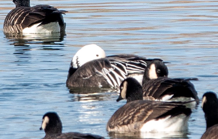 Цасны галуу - ML645905834