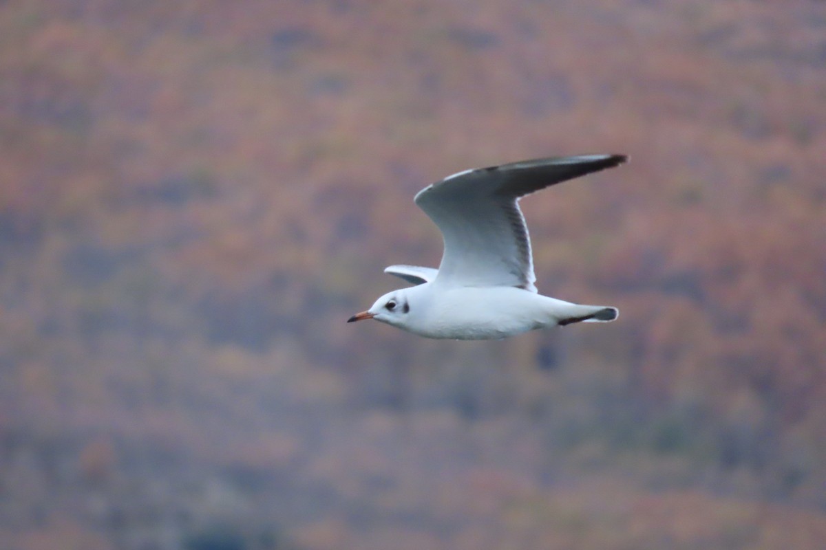 Gabbiano comune - ML645905840