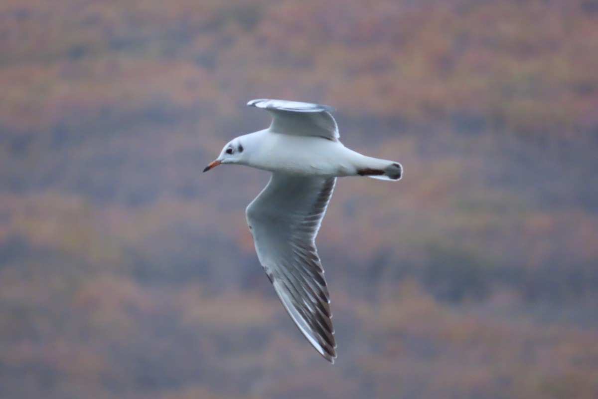 Gabbiano comune - ML645905841