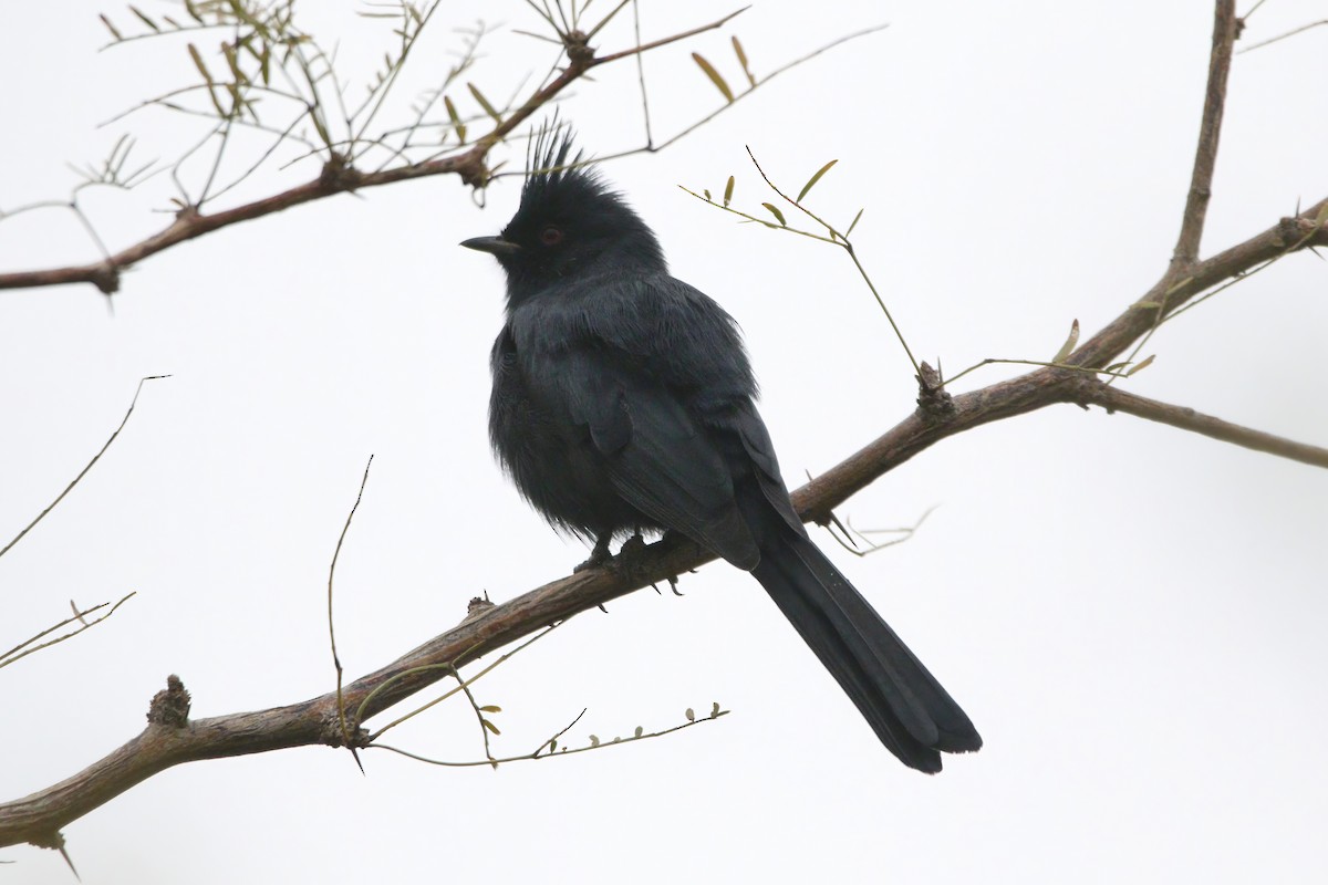 Phainopepla - ML645905856