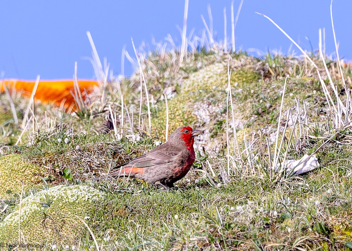 Red-fronted Rosefinch - ML645905858
