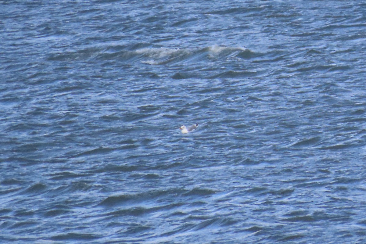 Gabbiano reale - ML645905862