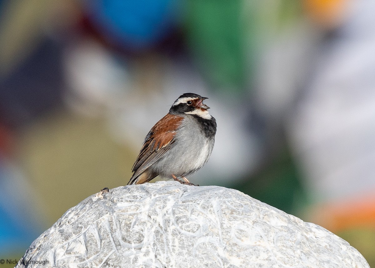 Tibetan Bunting - ML645905864