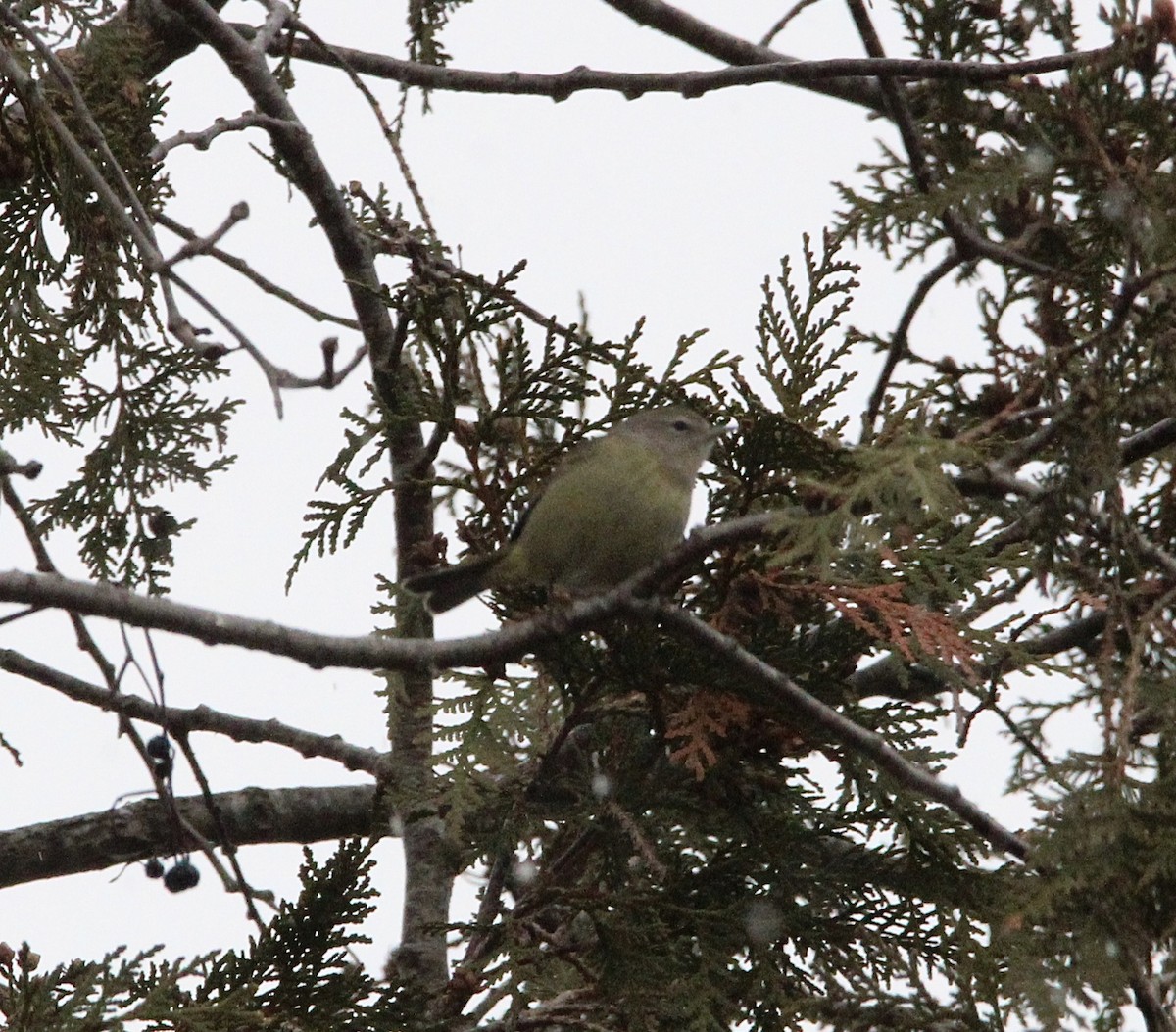 Orange-crowned Warbler - ML645905865