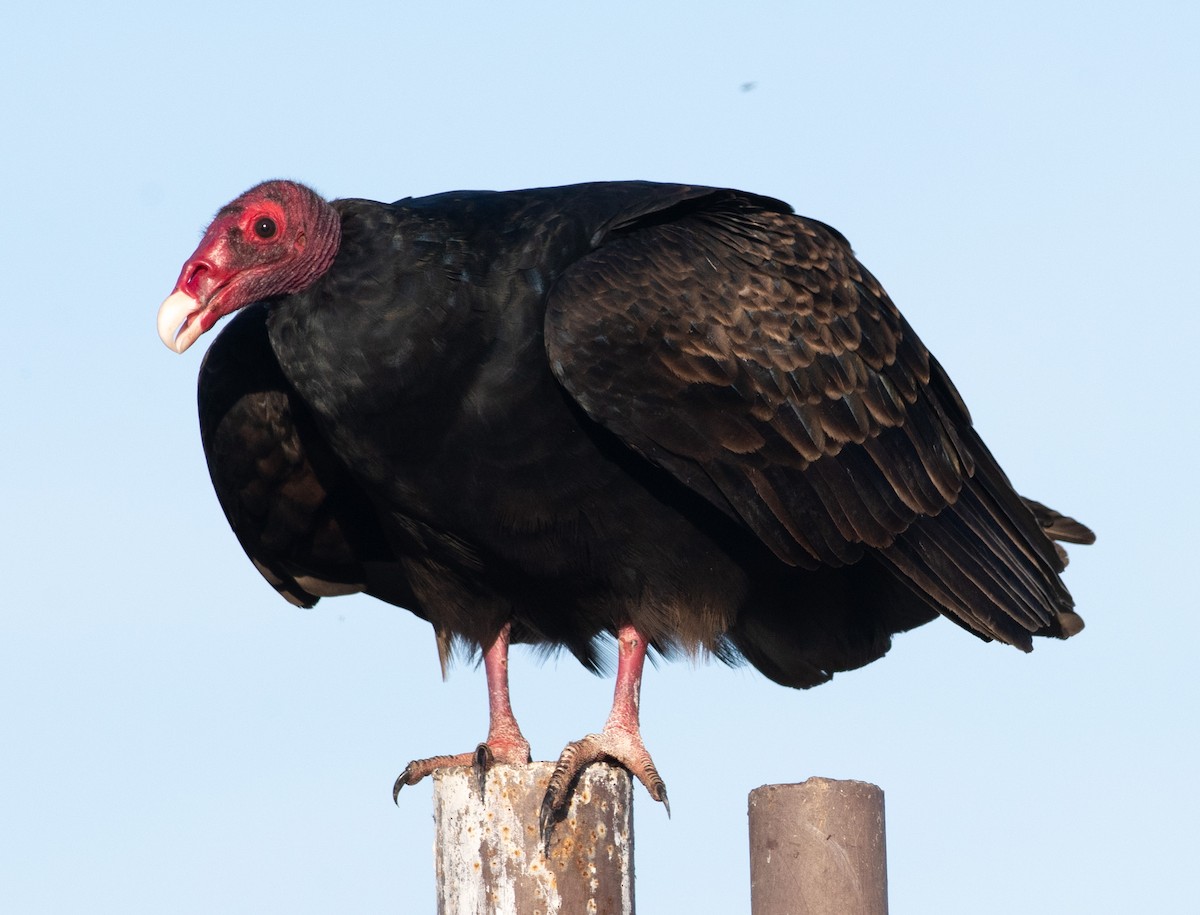 Turkey Vulture - ML645905866