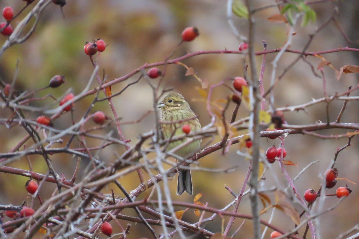 Zigolo nero - ML645905870