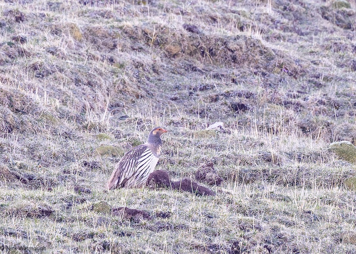 Tibetan Snowcock - ML645905873