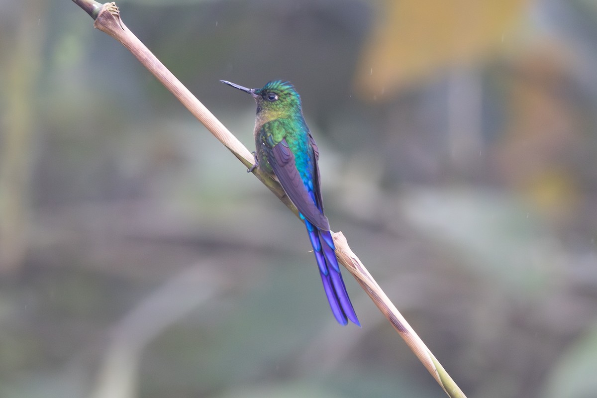 Violet-tailed Sylph - ML645905876