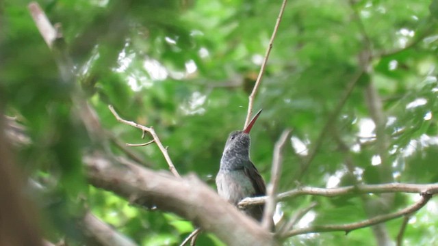 Honduran Emerald - ML645905877