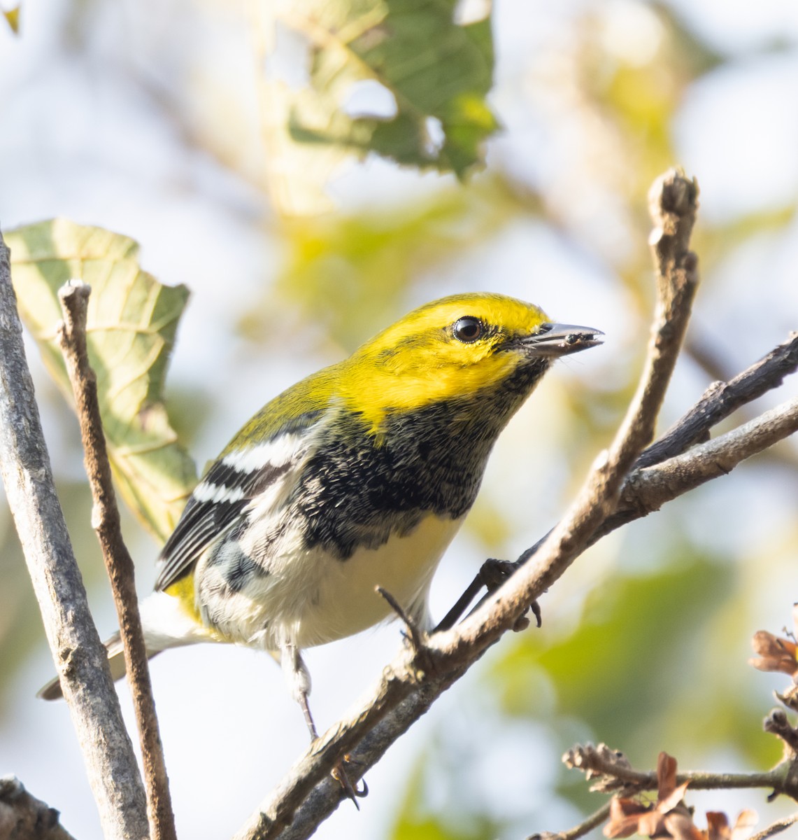 Black-throated Green Warbler - ML645905883