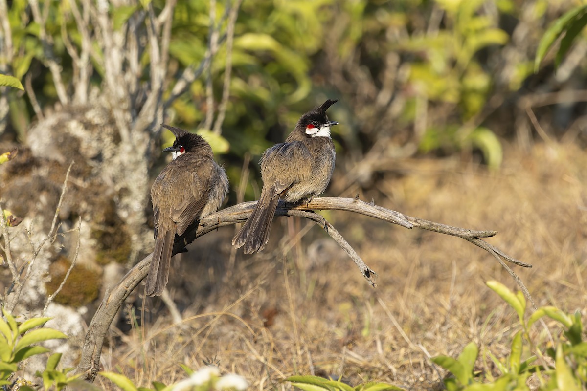 Red-whiskered Bulbul - ML645905885