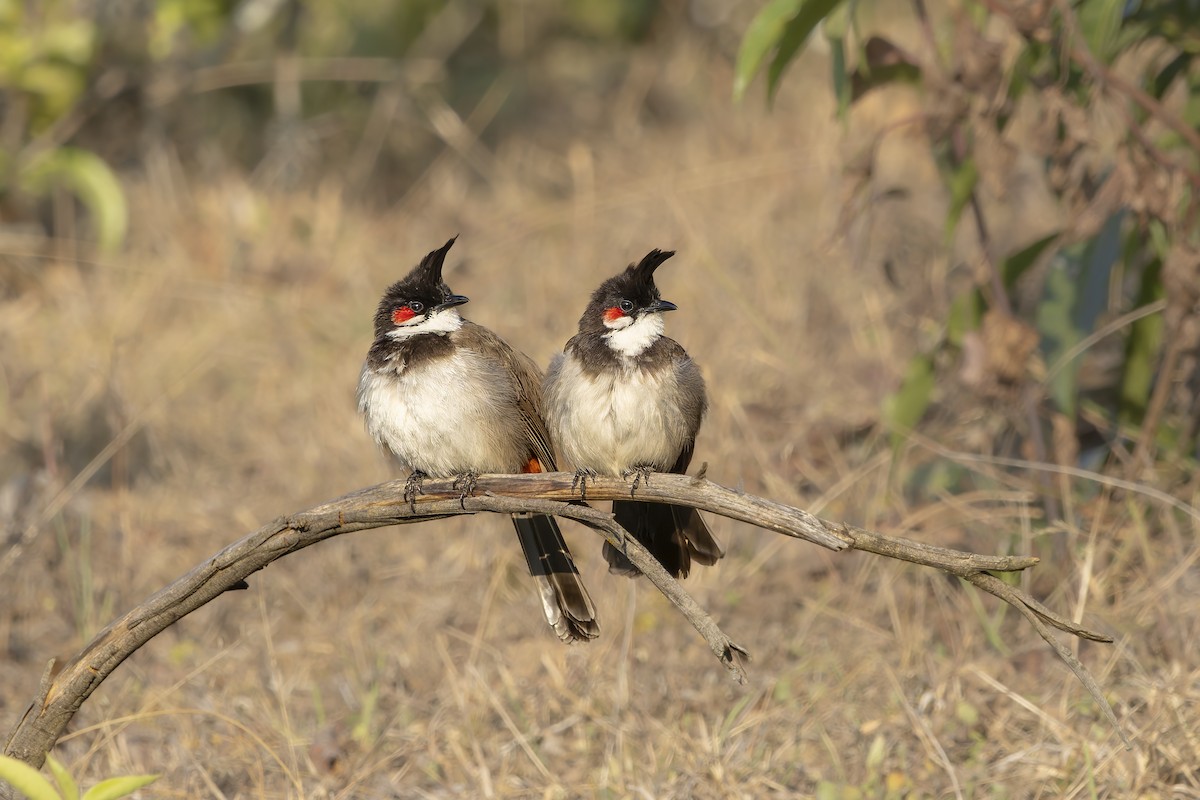 Red-whiskered Bulbul - ML645905886