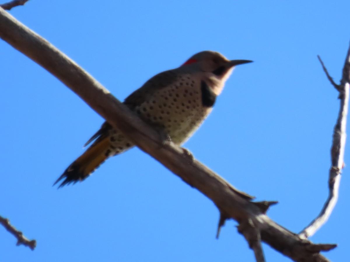 Northern Flicker - ML645905888