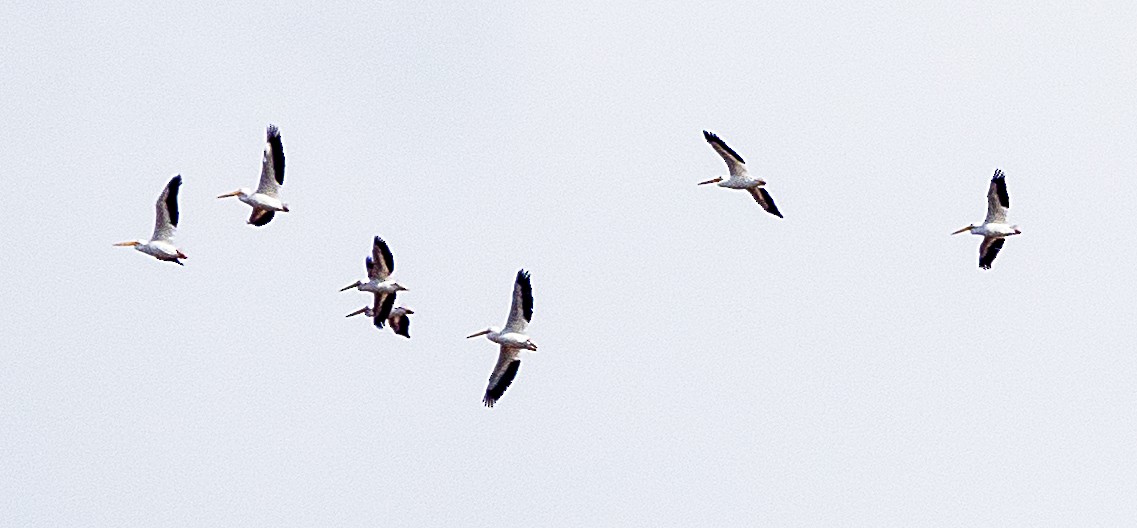 American White Pelican - ML645905891