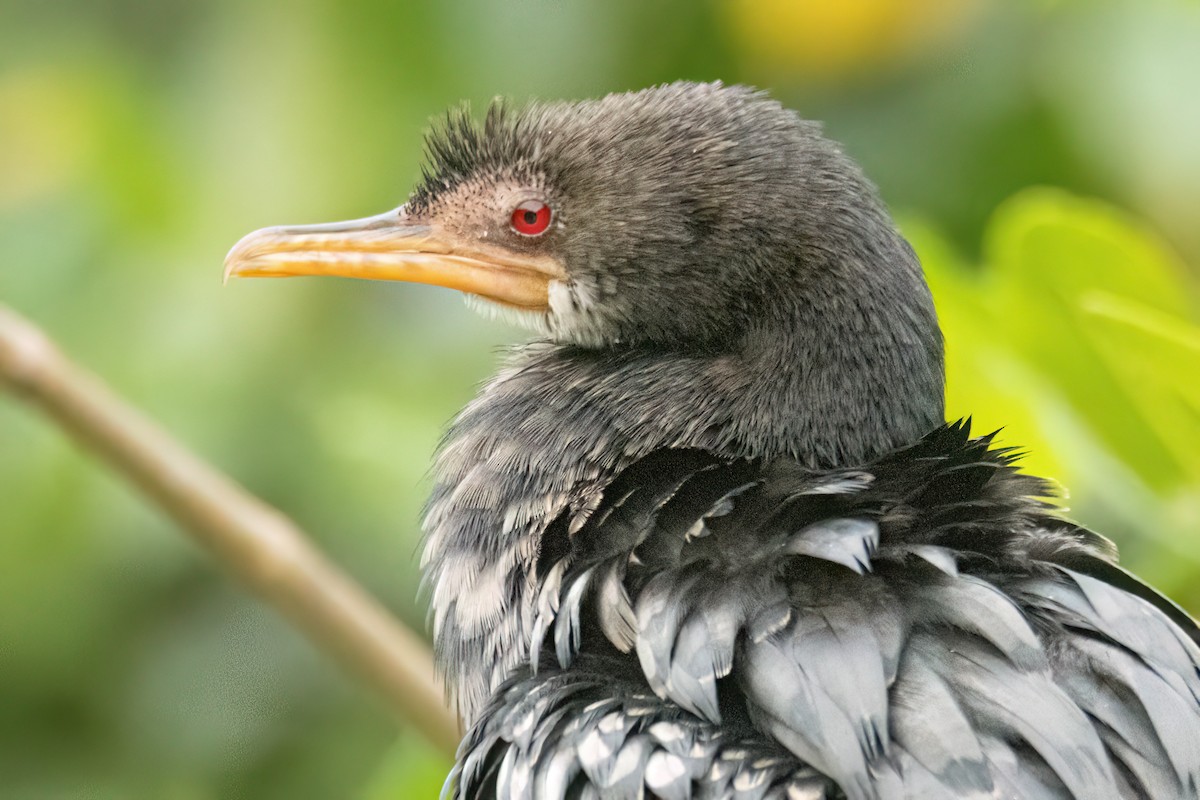 Uzun Kuyruklu Karabatak - ML645905901