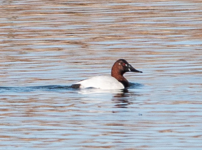 Canvasback - ML645905910