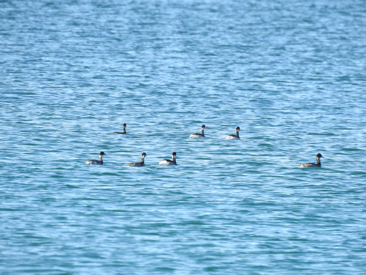 Eared Grebe - ML645905911