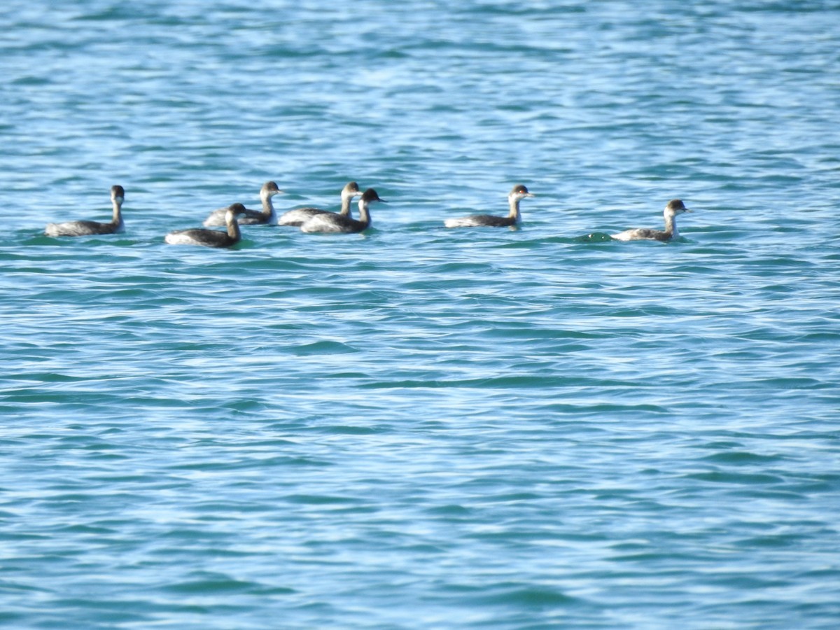 Eared Grebe - ML645905915