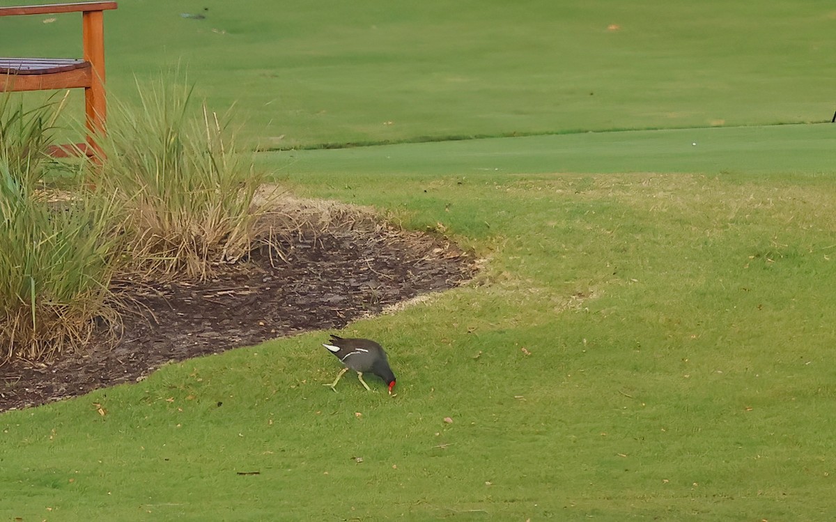 Курочка латиноамериканська - ML645905916