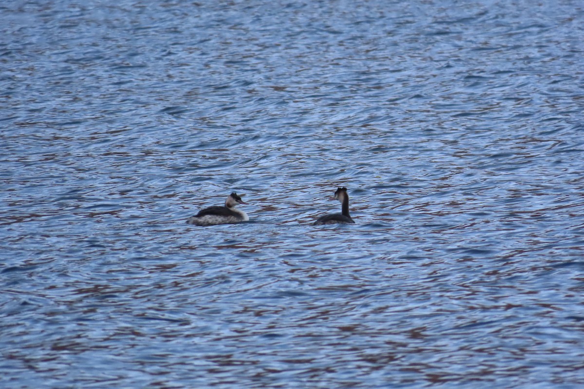 Svasso maggiore - ML645905917