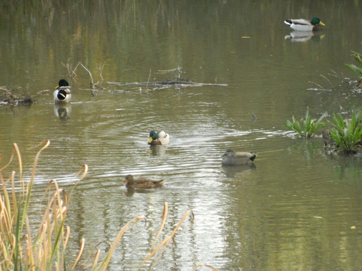 kopřivka obecná - ML645905919
