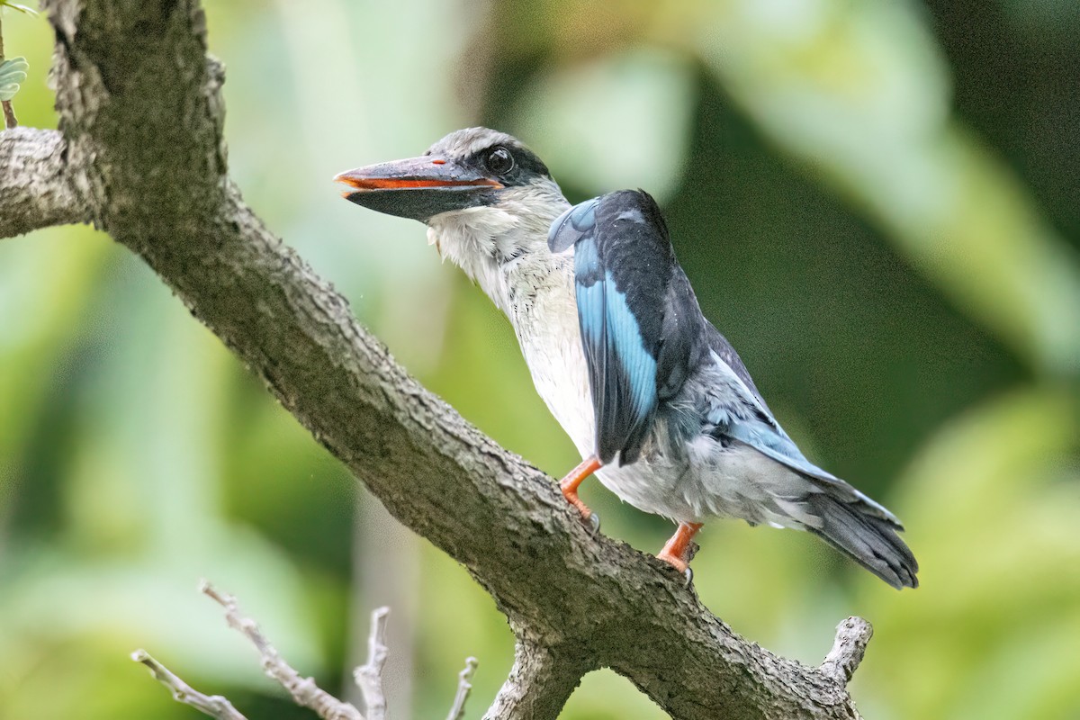 Blue-breasted Kingfisher - ML645905925
