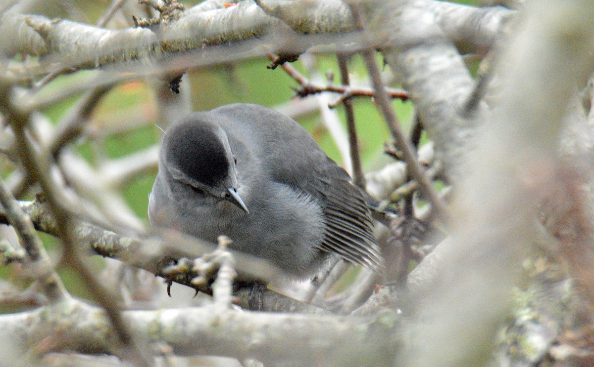 Miaulari grisa - ML645905927