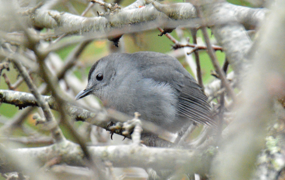 Miaulari grisa - ML645905928