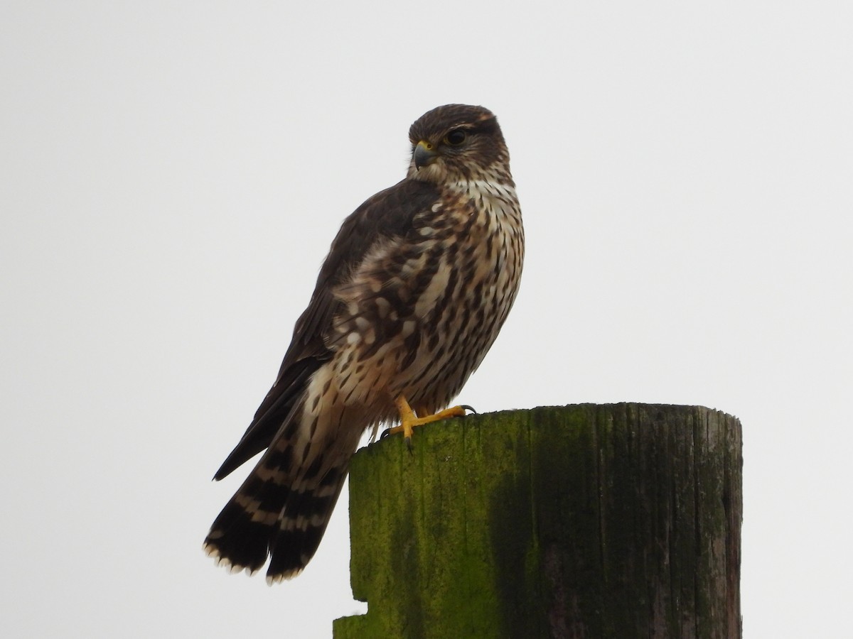 Merlin - ML645905931