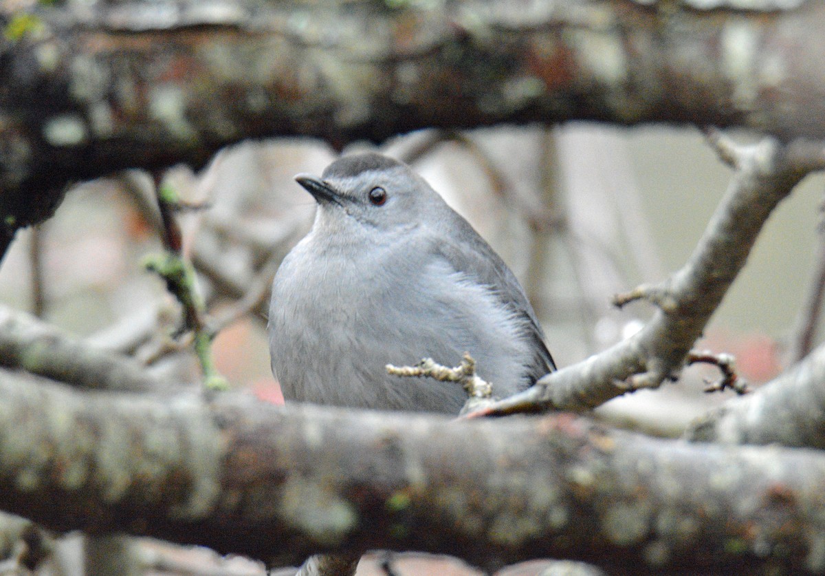 Miaulari grisa - ML645905934