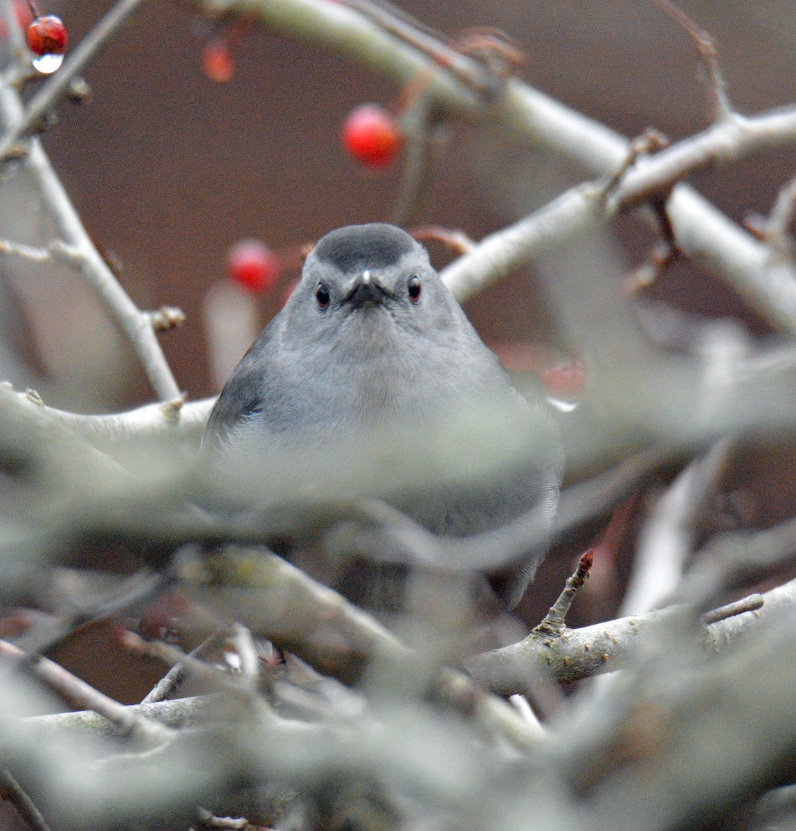 Miaulari grisa - ML645905935