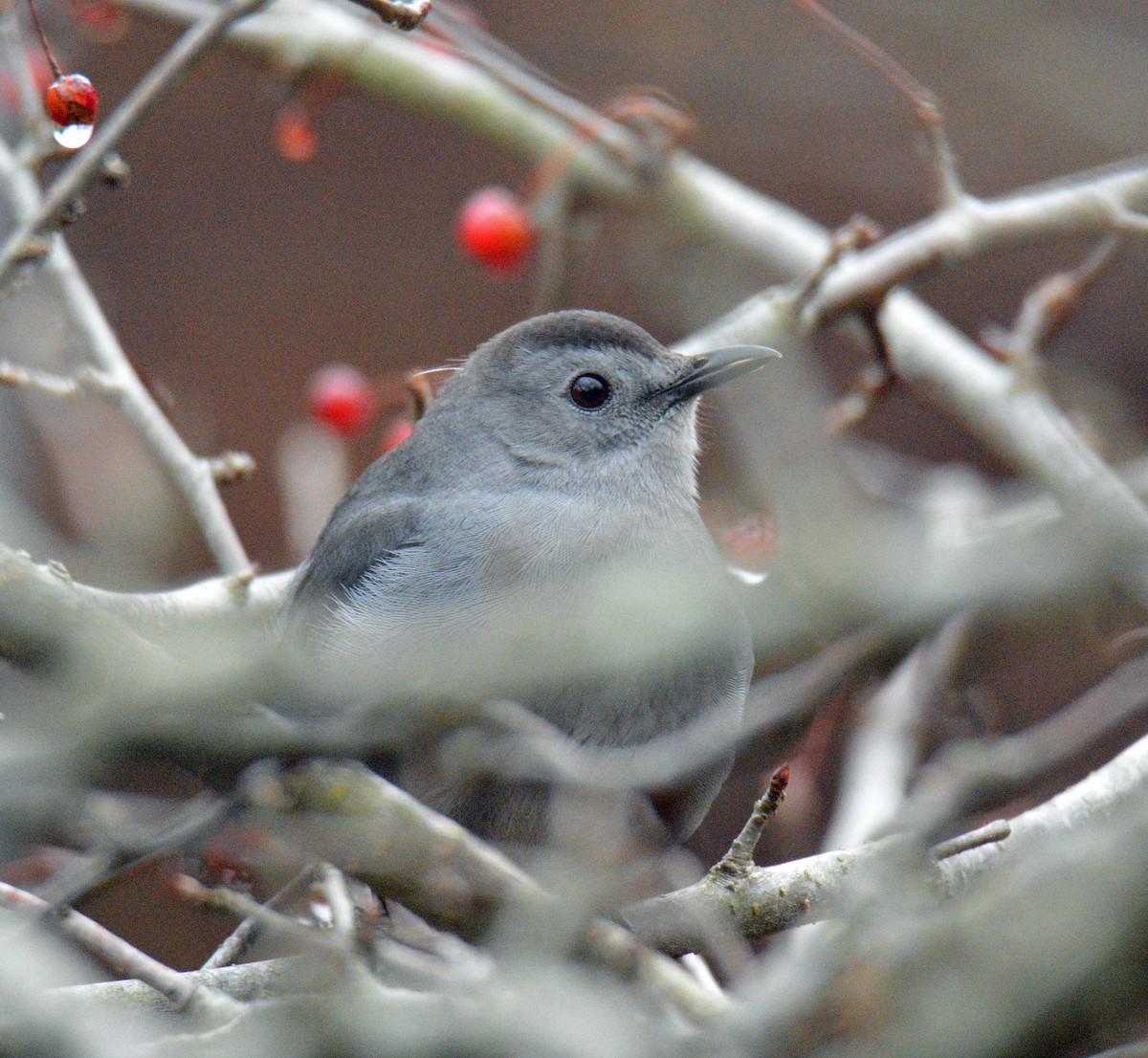 Miaulari grisa - ML645905936