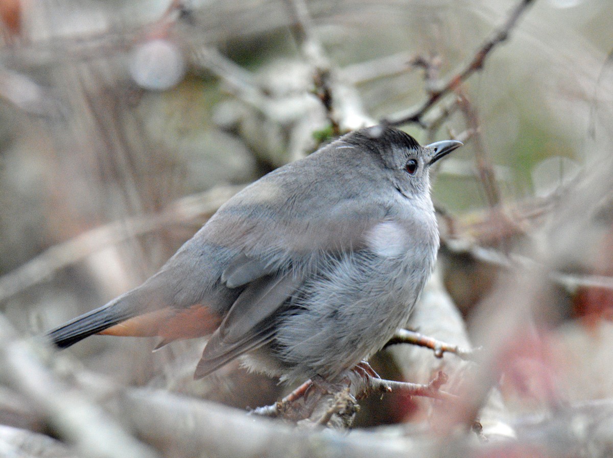 Miaulari grisa - ML645905937