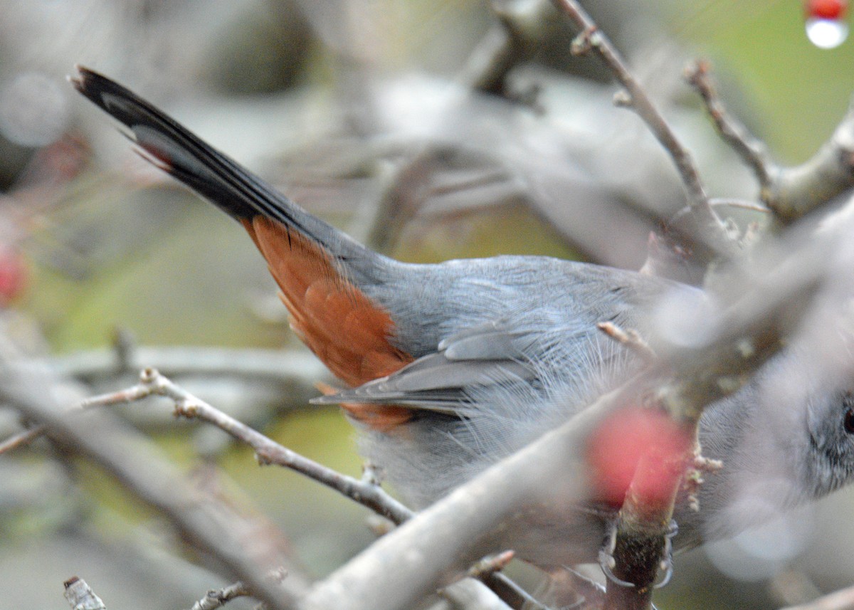 Miaulari grisa - ML645905944