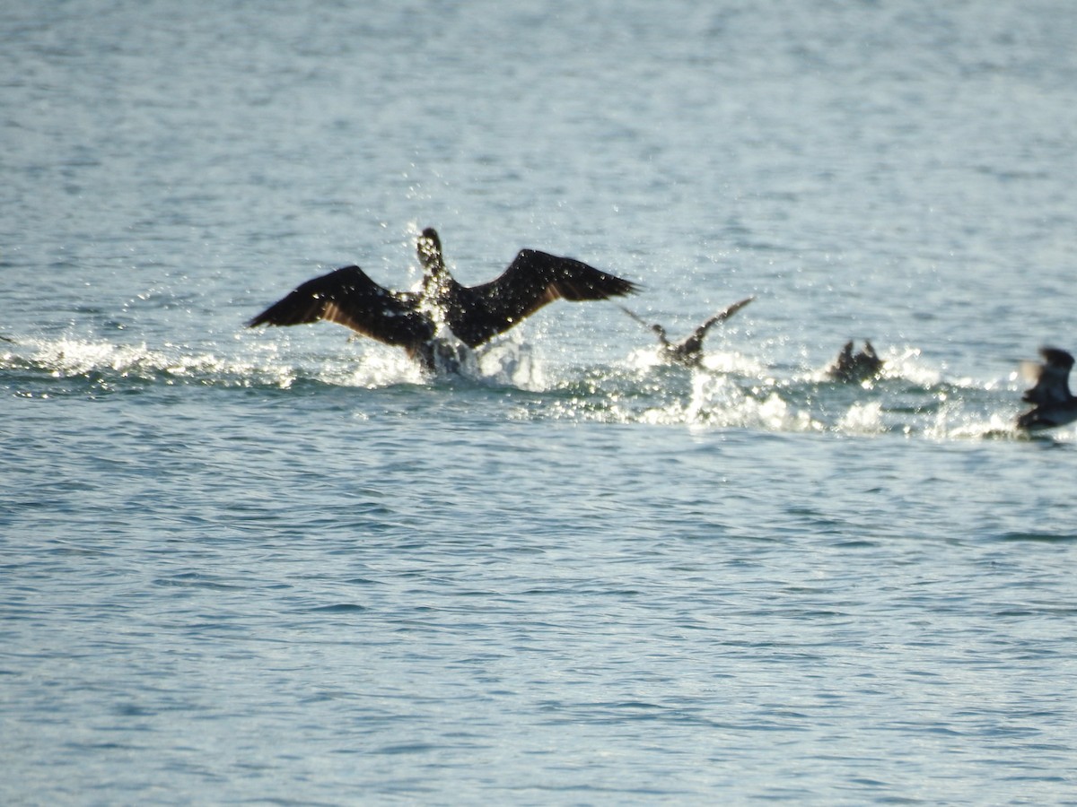 kormorán sp. - ML645905950