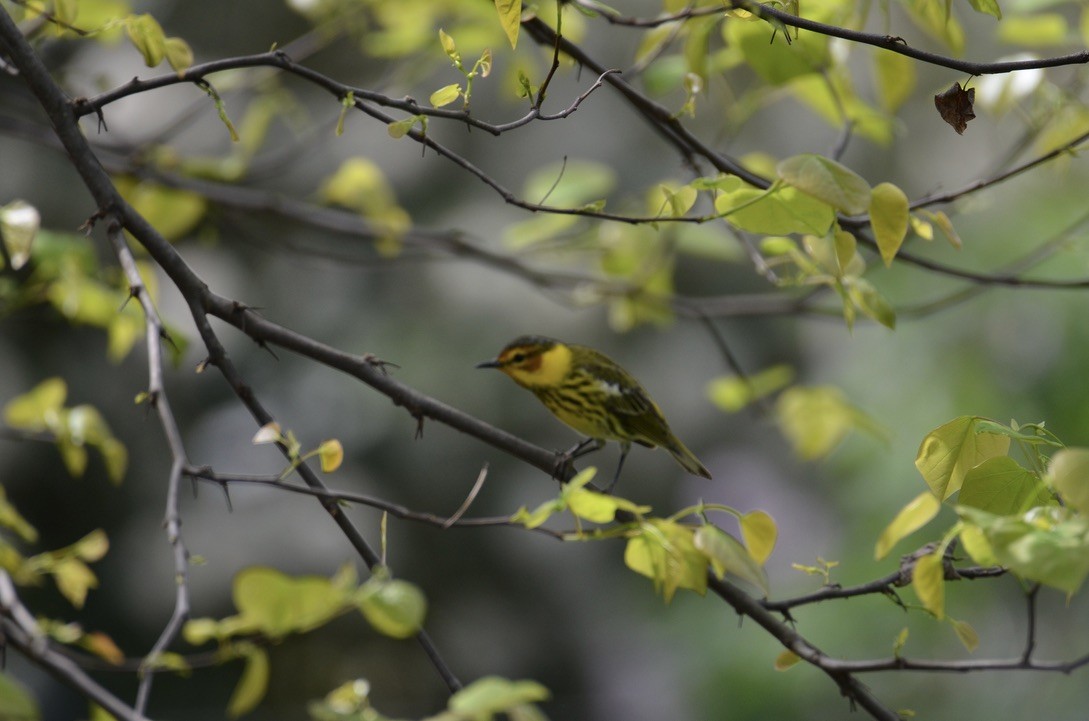 ホオアカアメリカムシクイ - ML645905955