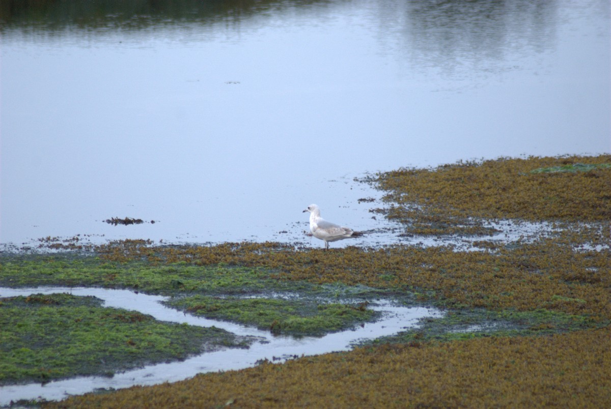 Common Gull - ML645905956