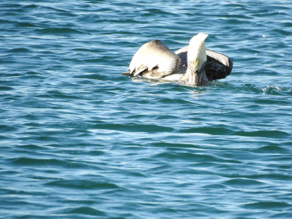 pelikán hnědý - ML645905957